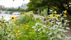 しながわ花海道