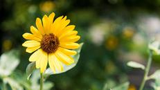 しながわ花海道