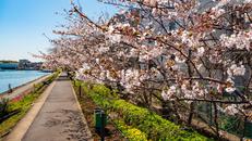 しながわ花海道