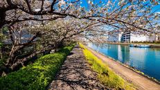 しながわ花海道