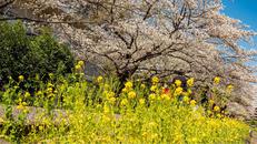 しながわ花海道