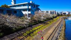 しながわ花海道