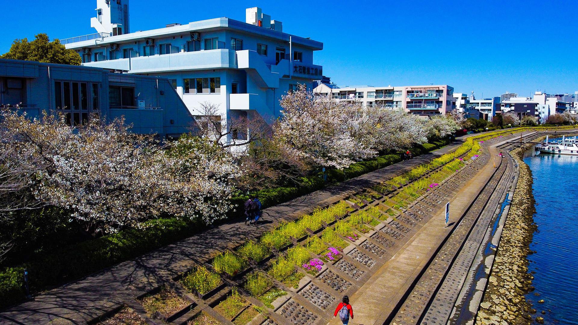 しながわ花海道